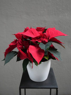 Red Poinsettia (4.5-12