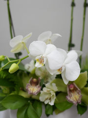 Love White Orchid Arrangement