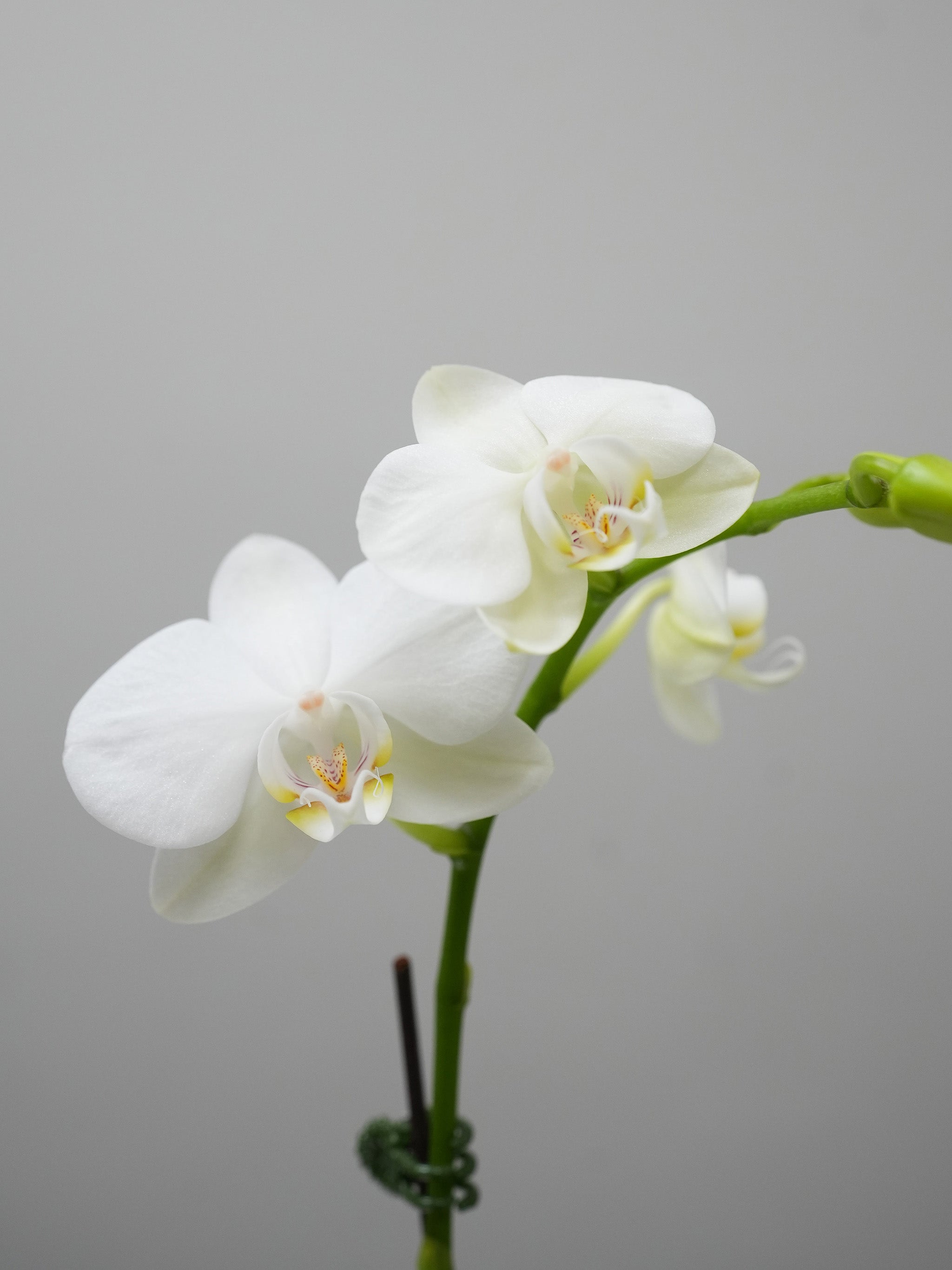 Love White Orchid Arrangement