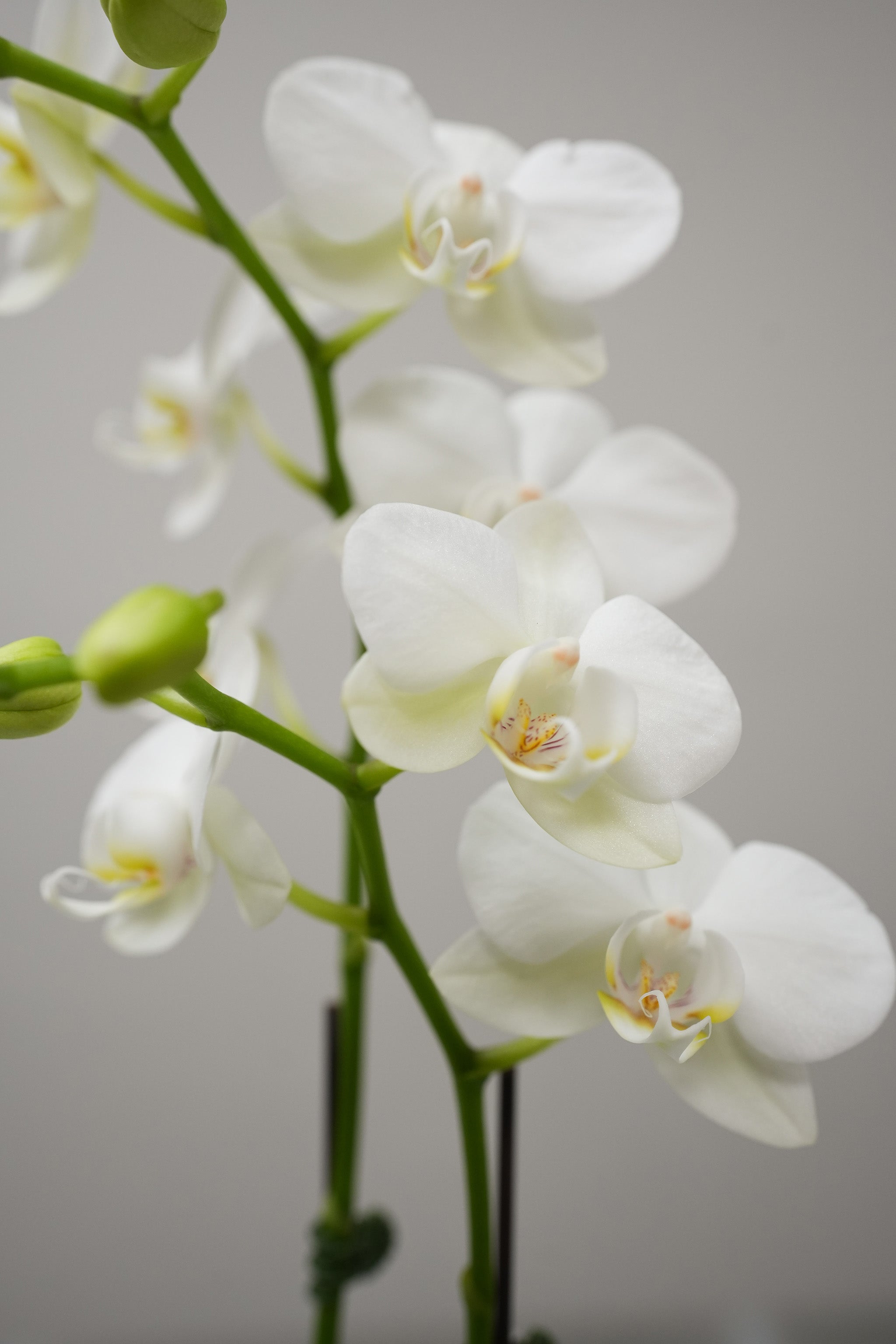 Love White Orchid Arrangement