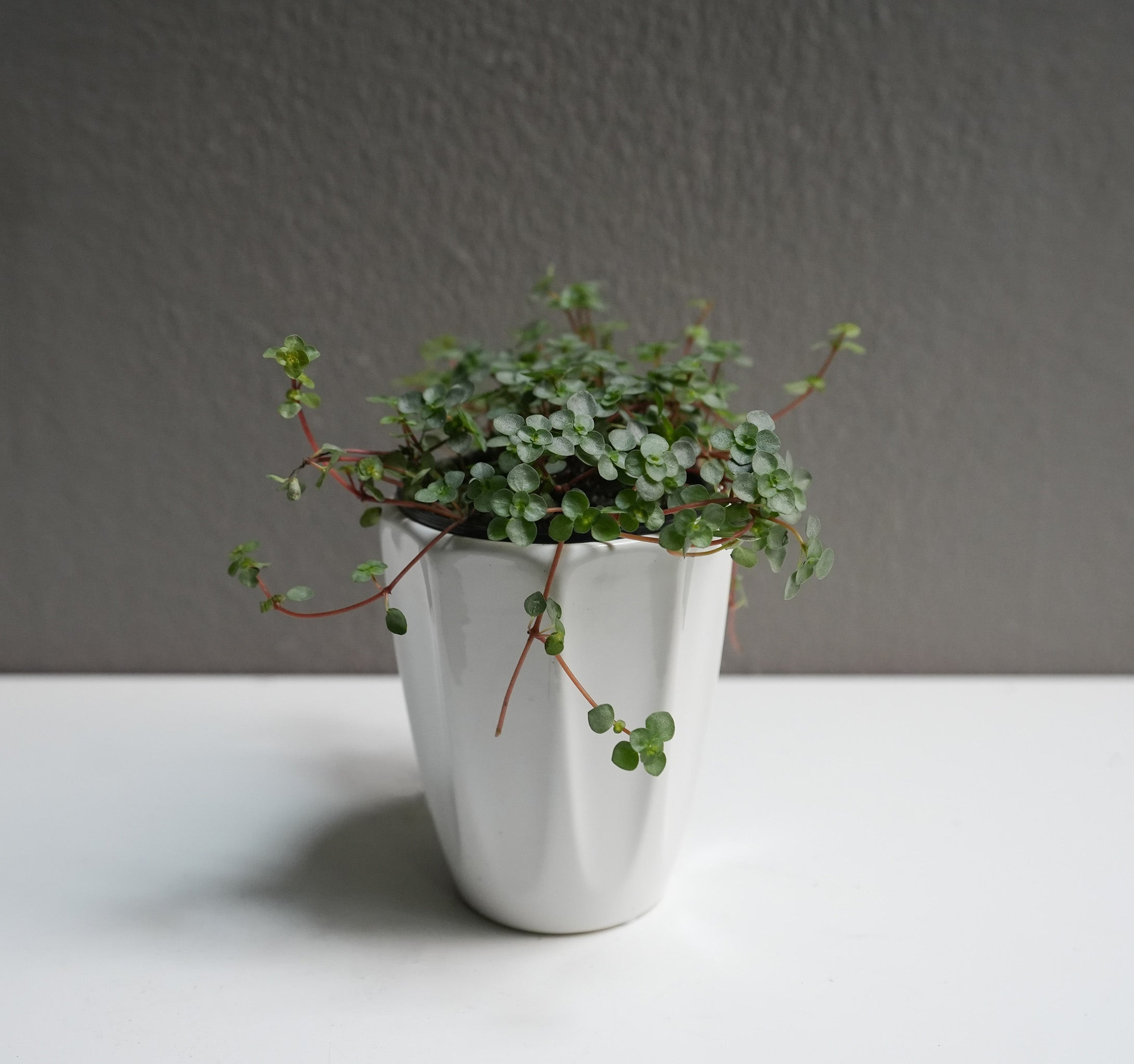 Pilea Glauca (3.5