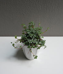 Pilea Glauca (3.5
