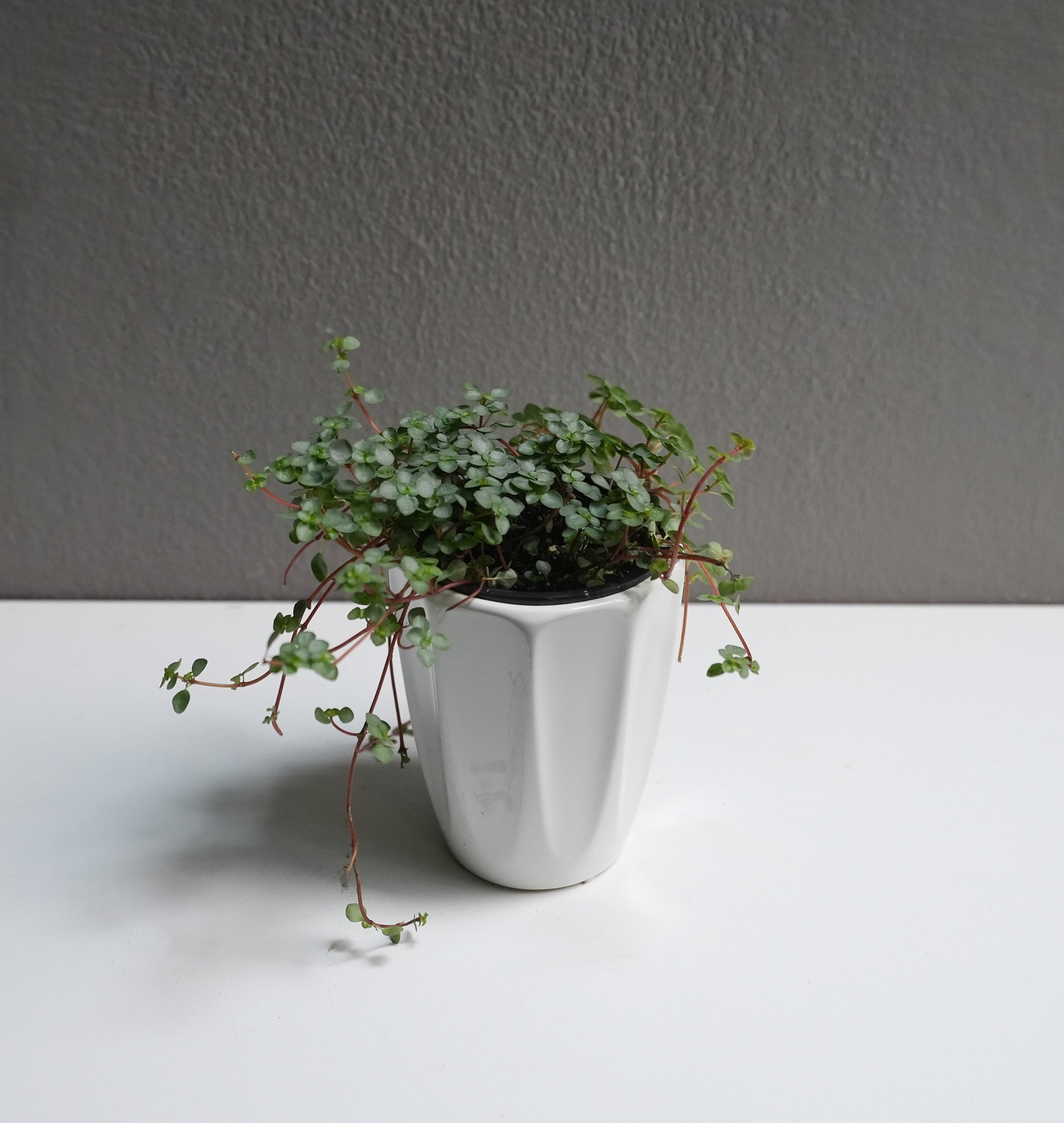 Pilea Glauca (3.5