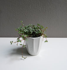 Pilea Glauca (3.5