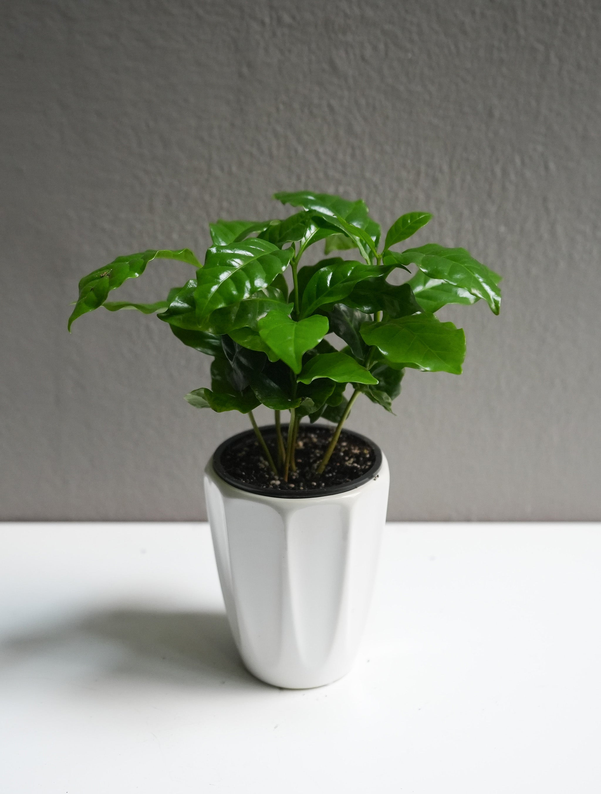 Arabica (3.5