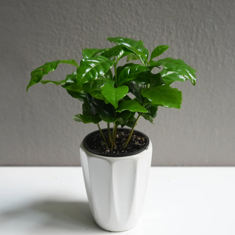 Arabica (3.5
