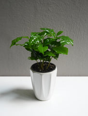 Arabica (3.5