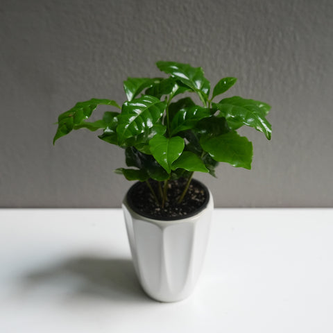 Arabica (3.5