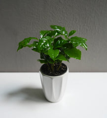 Arabica (3.5