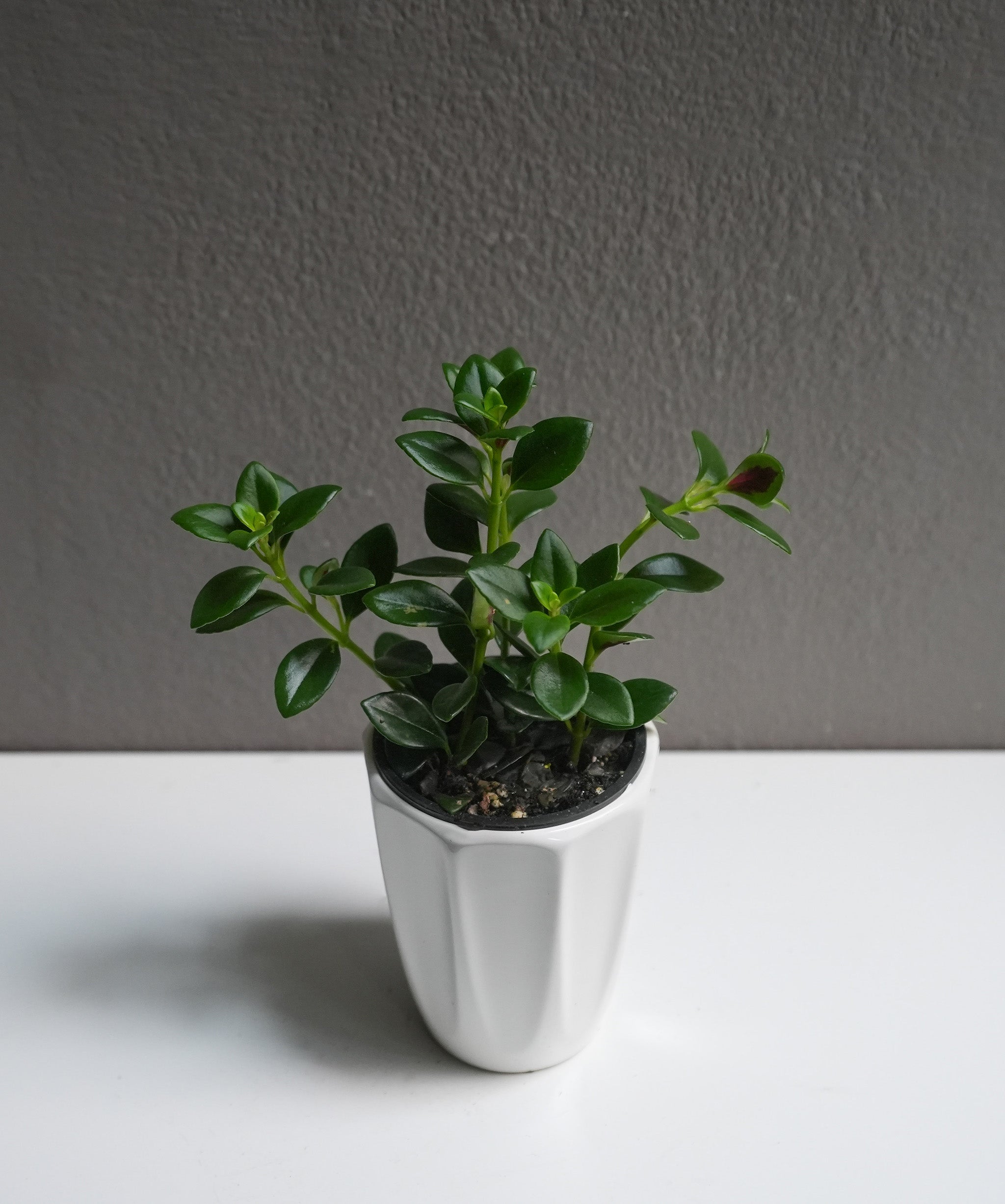 Nematanthus (3.5