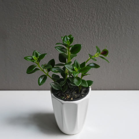 Nematanthus (3.5