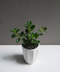 Nematanthus (3.5