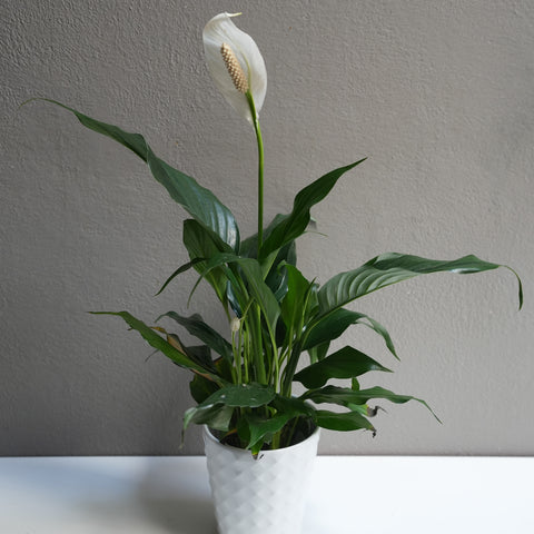 Spathiphyllum 4