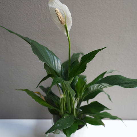 Spathiphyllum 4