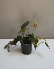 Philodendron 4