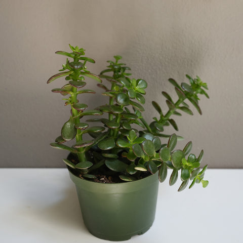 Crassula Ovata 6