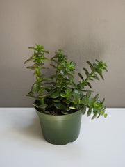 Crassula Ovata 6