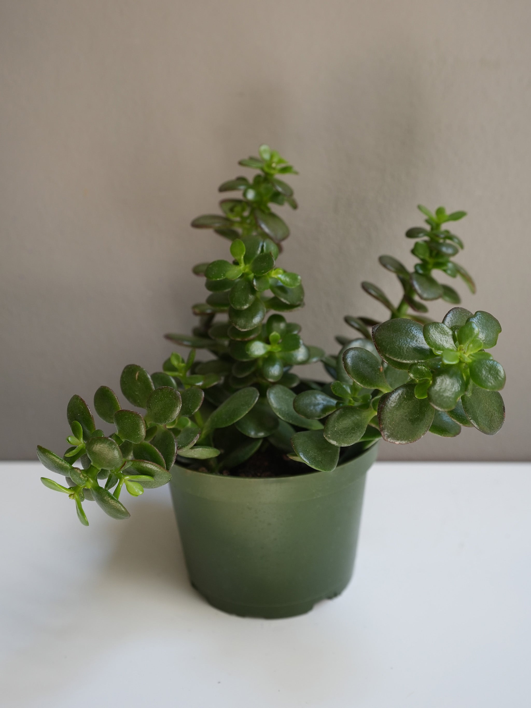 Crassula Ovata 6