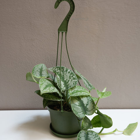 Silver Satin Pothos 6