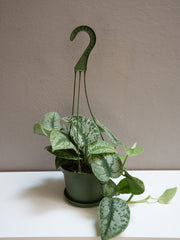 Silver Satin Pothos 6