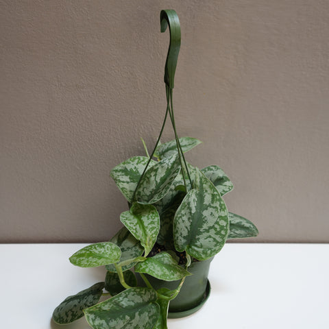 Silver Satin Pothos 6