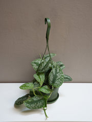 Silver Satin Pothos 6