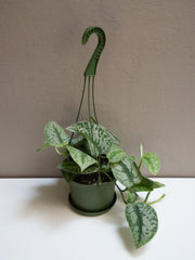 Silver Satin Pothos 6