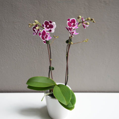 Small Purple Dotted orchid with pot