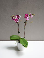 Small Purple Dotted orchid with pot