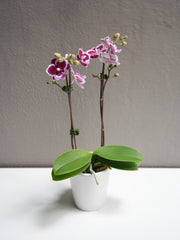 Small Purple Dotted orchid with pot