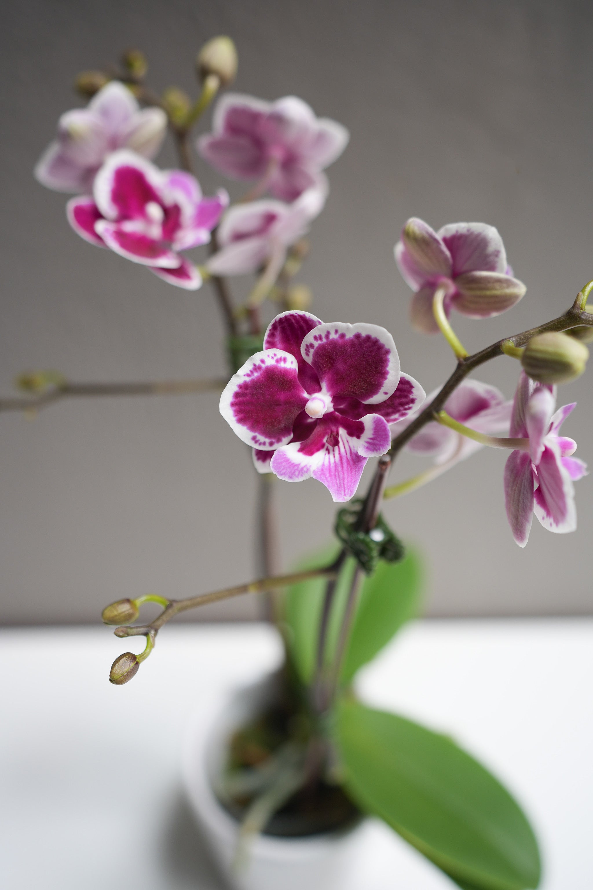 Small Purple Dotted orchid with pot