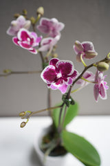 Small Purple Dotted orchid with pot