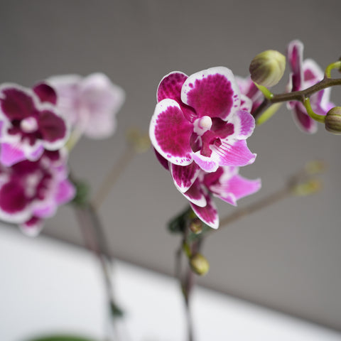 Small Purple Dotted orchid with pot