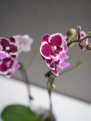 Small Purple Dotted orchid with pot