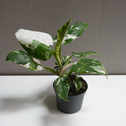 philodendron - white princess