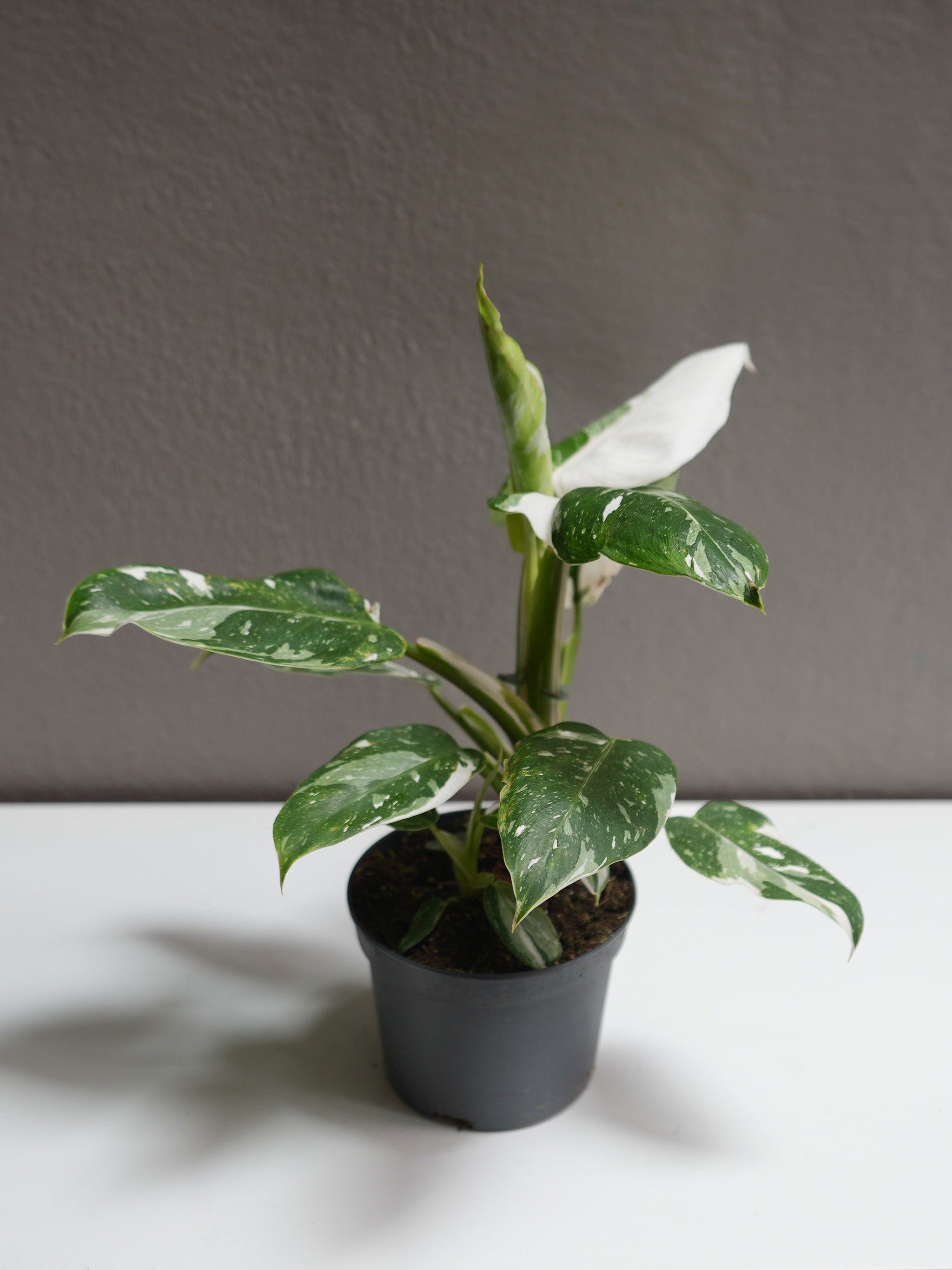 philodendron - white princess