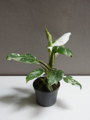 philodendron - white princess