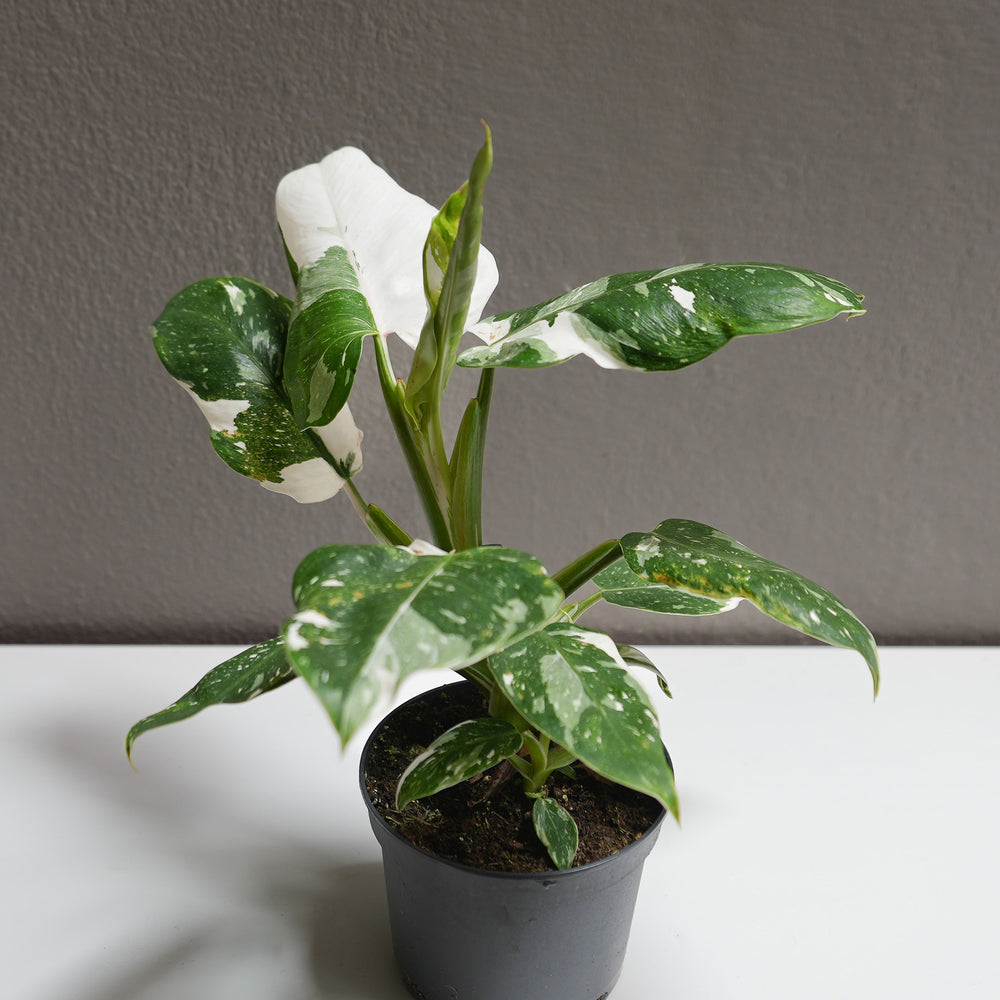 buy philodendron canada philodendron - white princess 6" - Flower & Plant Free Delivery