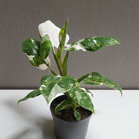 philodendron - white princess