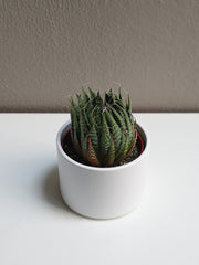Lace Aloe Succulant 4