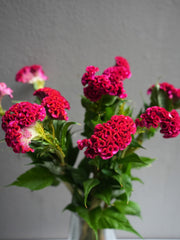 Celosia
