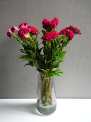 Celosia