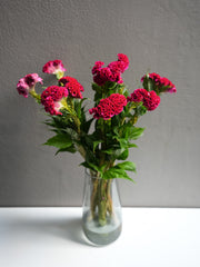 Celosia