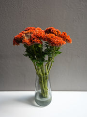 Celosia