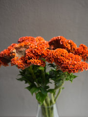 Celosia