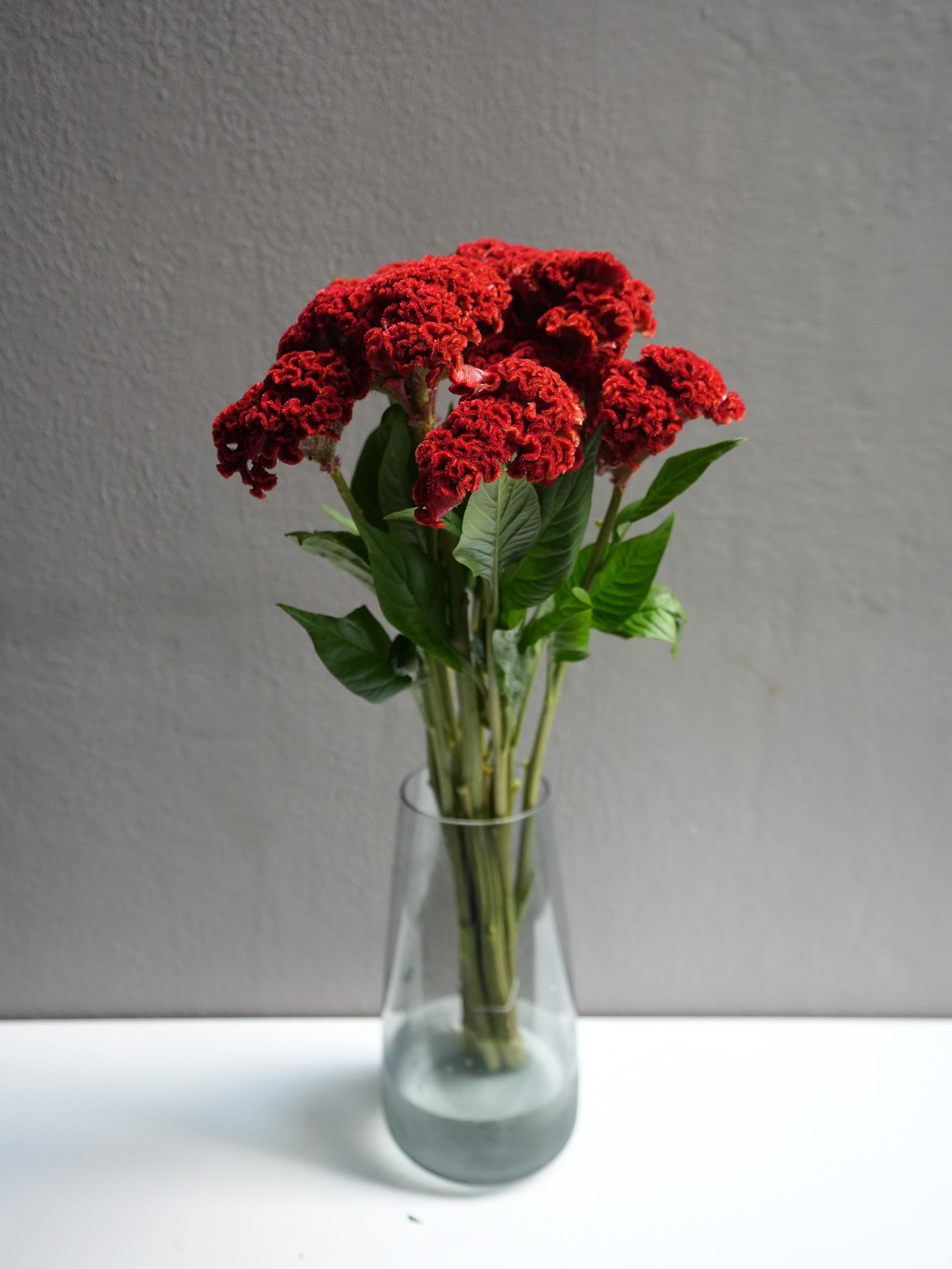 Celosia