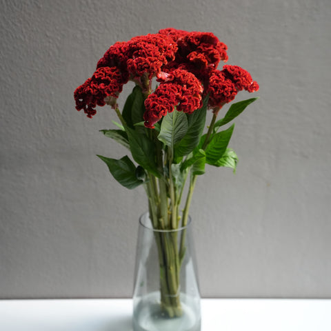 Celosia