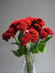 Celosia
