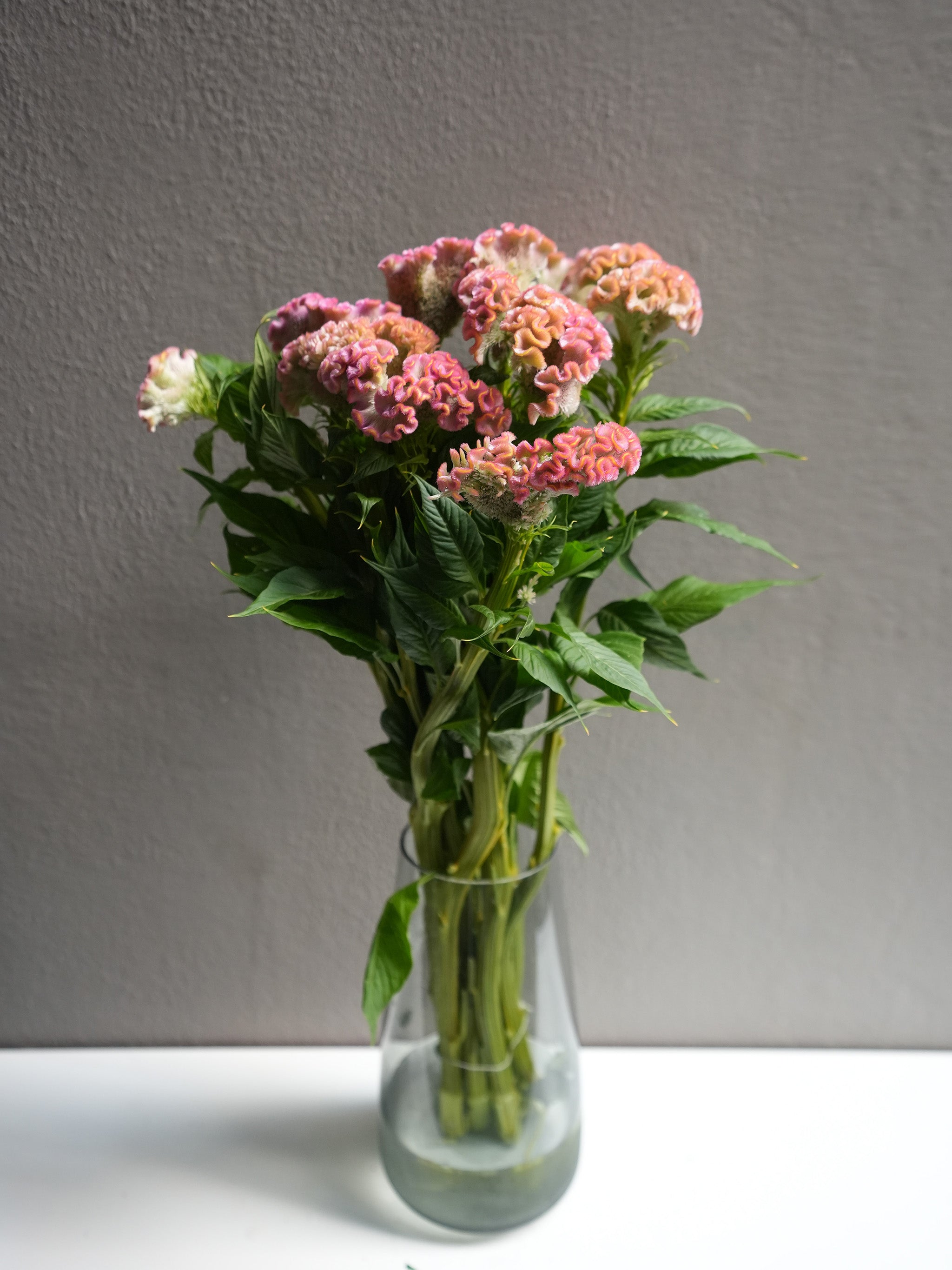 Celosia