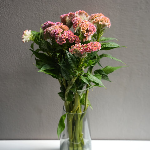 Celosia